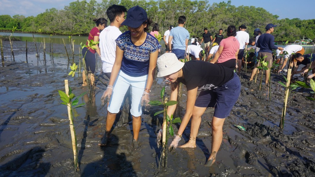 Mangrove Planatation 1